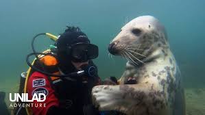 Image result for Wyndley Seals Snorkelling Club