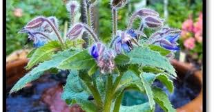 Image result for Borago officinalis