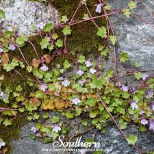 Attēlu rezultāti vaicājumam “Cymbalaria muralis”