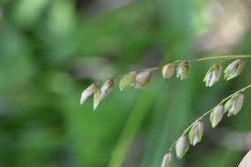 Attēlu rezultāti vaicājumam “Melica nutans”