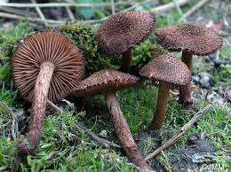 Attēlu rezultāti vaicājumam “Inocybe lanuginosa”