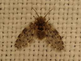 Attēlu rezultāti vaicājumam “Psychodidae”