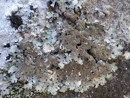 Attēlu rezultāti vaicājumam “Parmelia serrana”