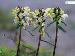 Attēlu rezultāti vaicājumam “Pedicularis palustris fruit”
