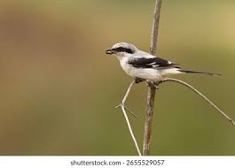 Attēlu rezultāti vaicājumam “Lanius excubitor adult”