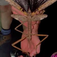 Attēlu rezultāti vaicājumam “Comatricha alta stalked”