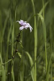 Attēlu rezultāti vaicājumam “Cardamine bulbifera flower”