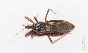 Attēlu rezultāti vaicājumam “Reduvius personatus”