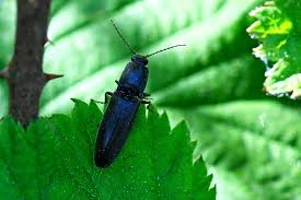 Attēlu rezultāti vaicājumam “Athous sp.”