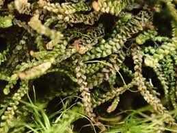 Attēlu rezultāti vaicājumam “Anastrophyllum minutum”