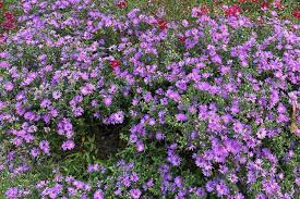 Attēlu rezultāti vaicājumam “Siphoptychium violaceum”