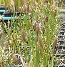 Attēlu rezultāti vaicājumam “Carex dioica”