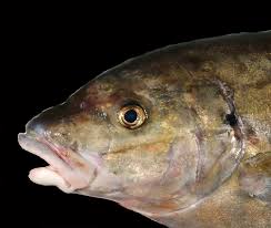 Image result for Pseudocaranx dentex