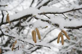 Attēlu rezultāti vaicājumam “Corylus avellana male flower”