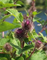 Attēlu rezultāti vaicājumam “Arctium”