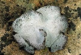 Attēlu rezultāti vaicājumam “Dermatocarpon miniatum”