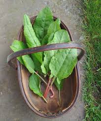 Attēlu rezultāti vaicājumam “Rumex acetosa leaf”