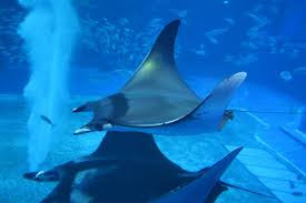 Image result for Mobula thurstoni