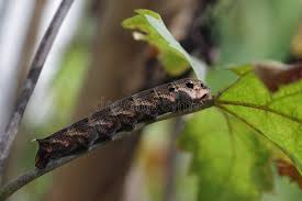 Attēlu rezultāti vaicājumam “Cerura vinula larva”