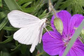 Attēlu rezultāti vaicājumam “Siona lineata”