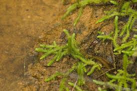 Attēlu rezultāti vaicājumam “Laserpitium pruthenicum”