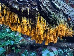 Attēlu rezultāti vaicājumam “Stemonitopsis typhina var. similis”