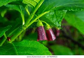 Attēlu rezultāti vaicājumam “Scopolia carniolica leaf”