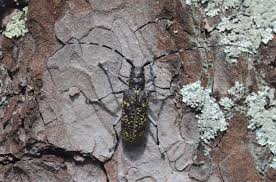 Attēlu rezultāti vaicājumam “Monochamus sutor”