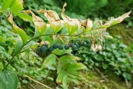 Attēlu rezultāti vaicājumam “Polygonatum multiflorum  fruit”