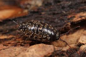 Attēlu rezultāti vaicājumam “Ligidium hypnorum”