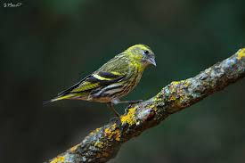 Attēlu rezultāti vaicājumam “Carduelis spinus male”