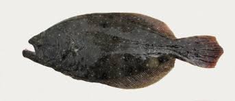 Image result for Paralichthys albigutta