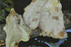 Attēlu rezultāti vaicājumam “Aurantiporus fissilis”