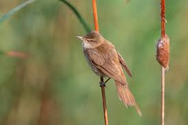 Image result for Acrocephalus arundinaceus