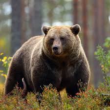 Image result for brown bear