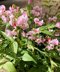 Attēlu rezultāti vaicājumam “Lathyrus vernus flower”