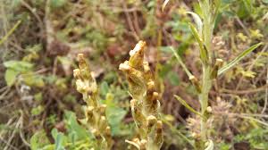 Attēlu rezultāti vaicājumam “Gnaphalium sylvaticum flower”