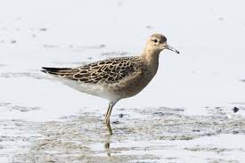 Attēlu rezultāti vaicājumam “Calidris”