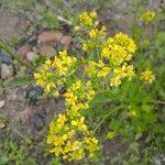 Attēlu rezultāti vaicājumam “Rorippa amphibia leaf”