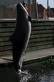 Image result for Phocoena phocoena