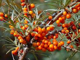 Attēlu rezultāti vaicājumam “Hippophae rhamnoides leaf”