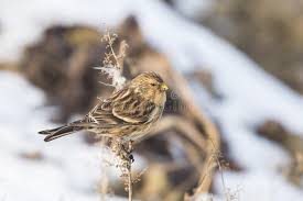 Image result for twite photo