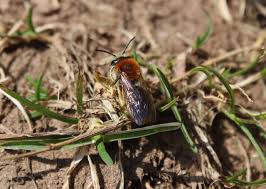 Attēlu rezultāti vaicājumam “Andrena haemorrhoa female”