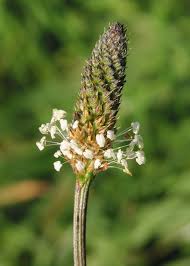 Attēlu rezultāti vaicājumam “Plantago lanceolata”