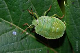 Attēlu rezultāti vaicājumam “Palomena prasina imago”