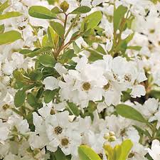 Attēlu rezultāti vaicājumam “Exochorda giraldii var. wilsonii”