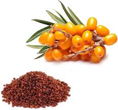 Attēlu rezultāti vaicājumam “Hippophae rhamnoides fruit”