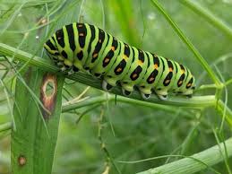 Attēlu rezultāti vaicājumam “Papilio machaon larva”