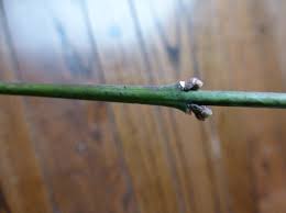 Attēlu rezultāti vaicājumam “Euonymus europaeus bud”