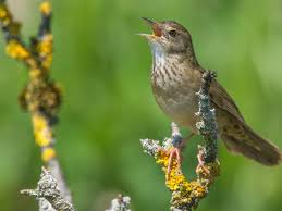 Image result for Locustella fluviatilis